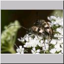 Judolia cerambyciformis - Bockkaefer 05 Deister.jpg